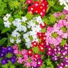 Verbena Live Plant - 2-5" Tall - Flowering Pollinator for Gardens, Containers & Baskets - Image 1
