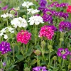 Verbena Live Plant - 2-5" Tall - Pollinator Flowering Plant for Garden & Containers - Image 1