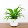 Victoria Bird's Nest Fern Live Plant – Asplenium antiquum ‘Victoria’ – 2.5 inch pot – Indoor Houseplant - Image 1