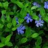 Vinca Minor Live Plant - 4 inch Pot - Evergreen Ground Cover Vine - Image 1