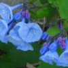 Virginia Bluebell Bare Root Plants - 10 Roots Perennial Outdoor - Image 1