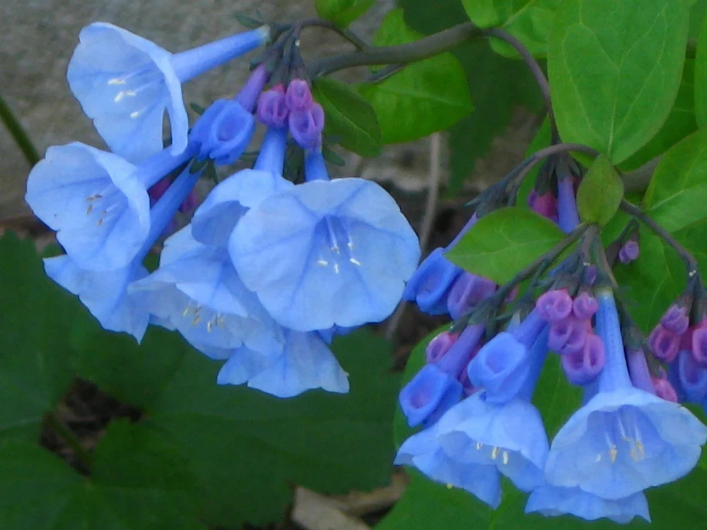 Virginia Bluebell Bare Root Plants - 10 Roots Perennial Outdoor - Image 1