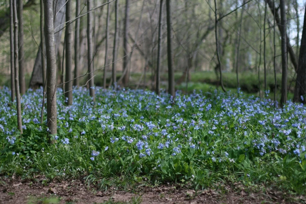 Virginia Bluebell Bare Roots - 15 Count - Outdoor Perennial Flower - Image 2