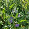 Vitex Blue Chaste Tree Live Plant - 4 inch Nursery Pot, Medicinal Herb, Outdoor Shrub - Image 1