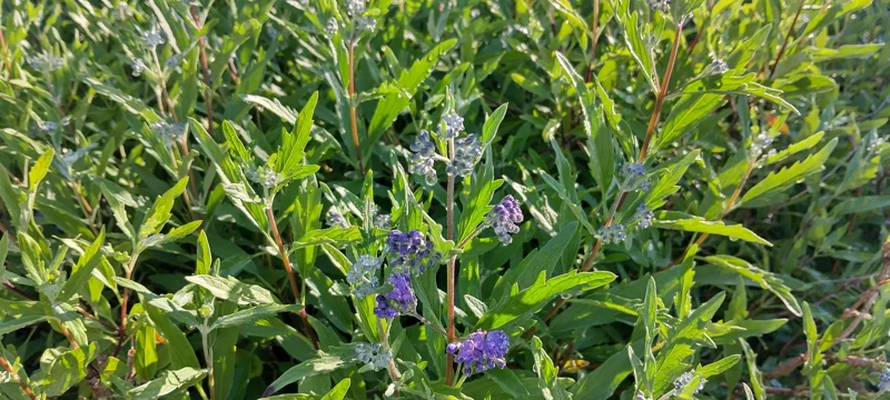 Vitex Blue Chaste Tree Live Plant - 4 inch Nursery Pot, Medicinal Herb, Outdoor Shrub - Image 1