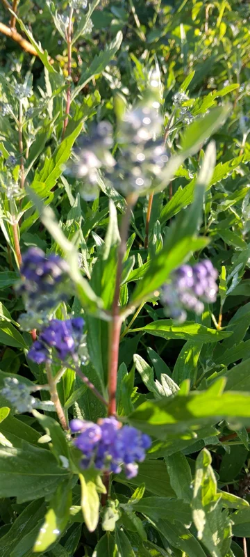 Vitex Blue Chaste Tree Live Plant - 4 inch Tall Starter - Outdoor Shrub - Image 2