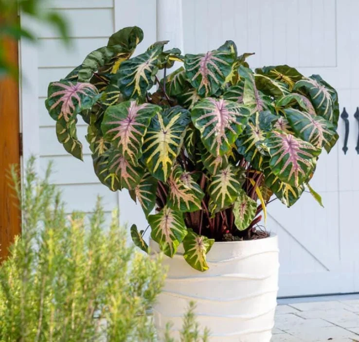 Waikiki Colocasia Live Plant - Colorful Elephant Ear, 6-10" Tall, Indoor/Outdoor - Image 2