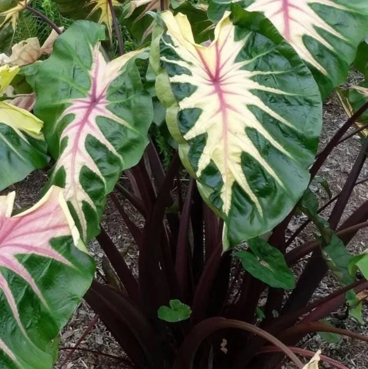 Waikiki Colocasia Live Plant - Colorful Elephant Ear, 6-10" Tall, Indoor/Outdoor - Image 2