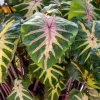 Waikiki Colocasia Live Plant - Colorful Elephant Ear, 6-10" Tall, Indoor/Outdoor - Image 1