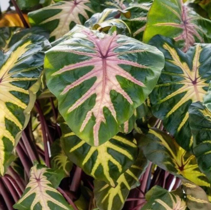 Waikiki Colocasia Live Plant - Colorful Elephant Ear, 6-10" Tall, Indoor/Outdoor - Image 1