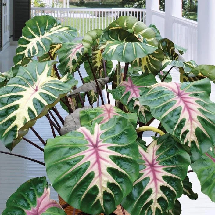 Waikiki Colocasia Live Plant - Colorful Elephant Ear, 6-10" Tall, Indoor/Outdoor - Image 1