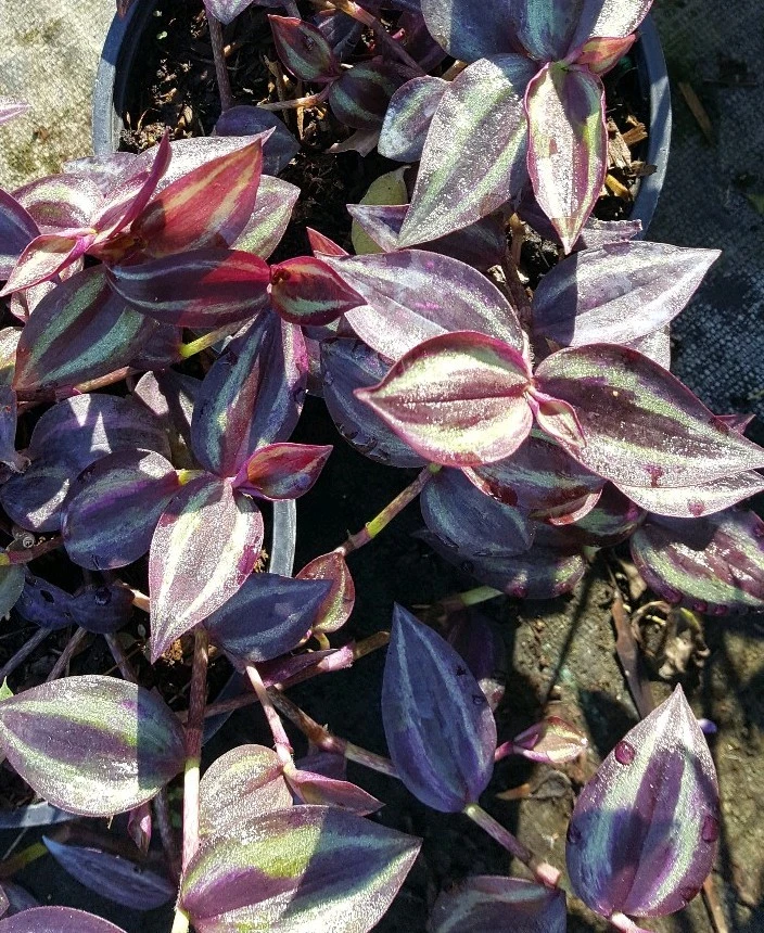Wandering Jew Tradescantia Zebrina Live Plant Cuttings - 5 Pack, 5+ Inches, Indoor/Outdoor - Image 2