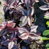 Wandering Jew Tradescantia Zebrina Live Plant Cuttings - 5 Pack, 5+ Inches, Indoor/Outdoor - Image 1