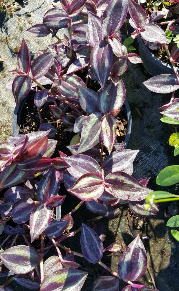 Wandering Jew Tradescantia Zebrina Live Plant Cuttings - 5 Pack, 5+ Inches, Indoor/Outdoor - Image 1