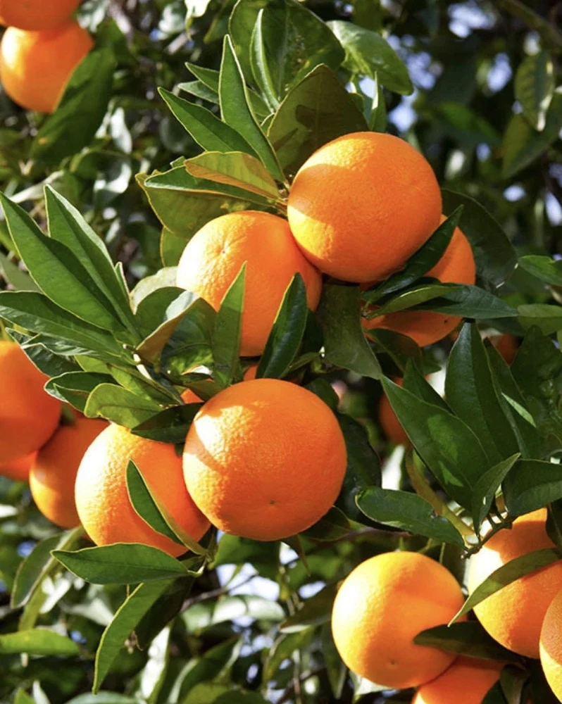 Washington Navel Orange Tree Live Plant, Grafted, 1/2 Gallon Pot, Sweet & Seedless - Cannot ship to CA - Image 2