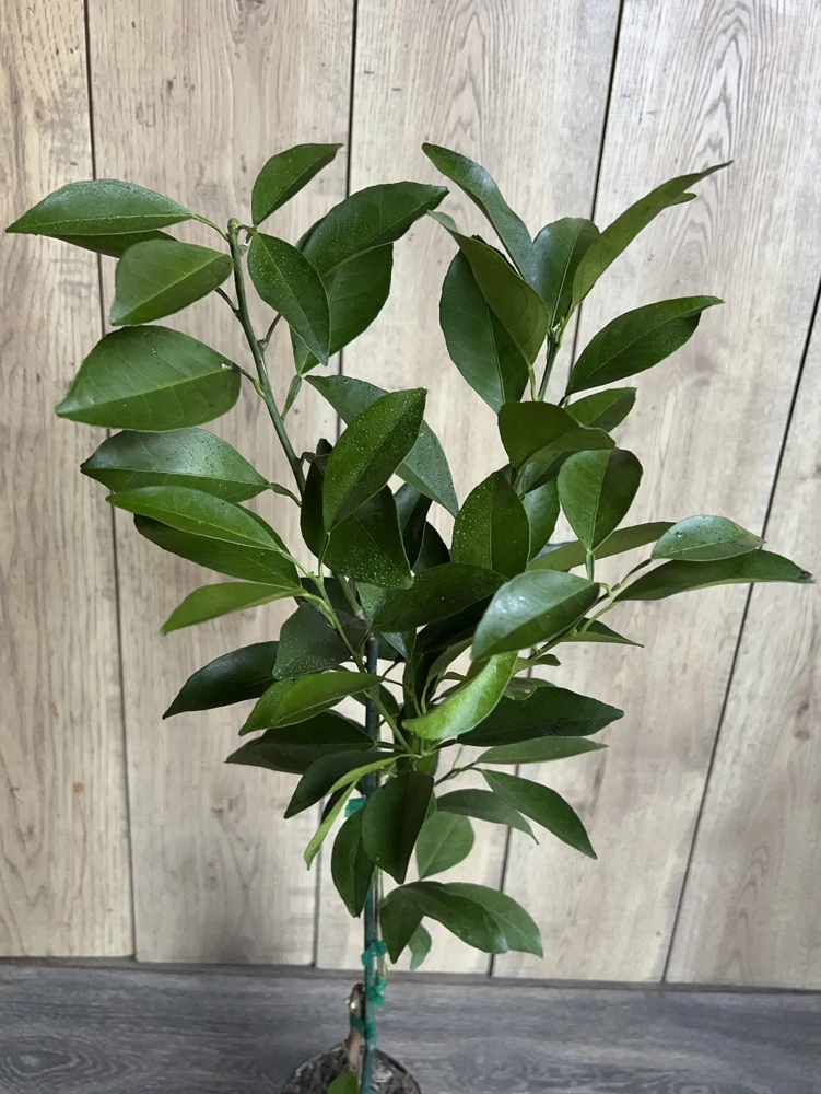 Washington Navel Orange Tree Live Plant, Grafted, 1/2 Gallon Pot, Sweet & Seedless - Cannot ship to CA - Image 3