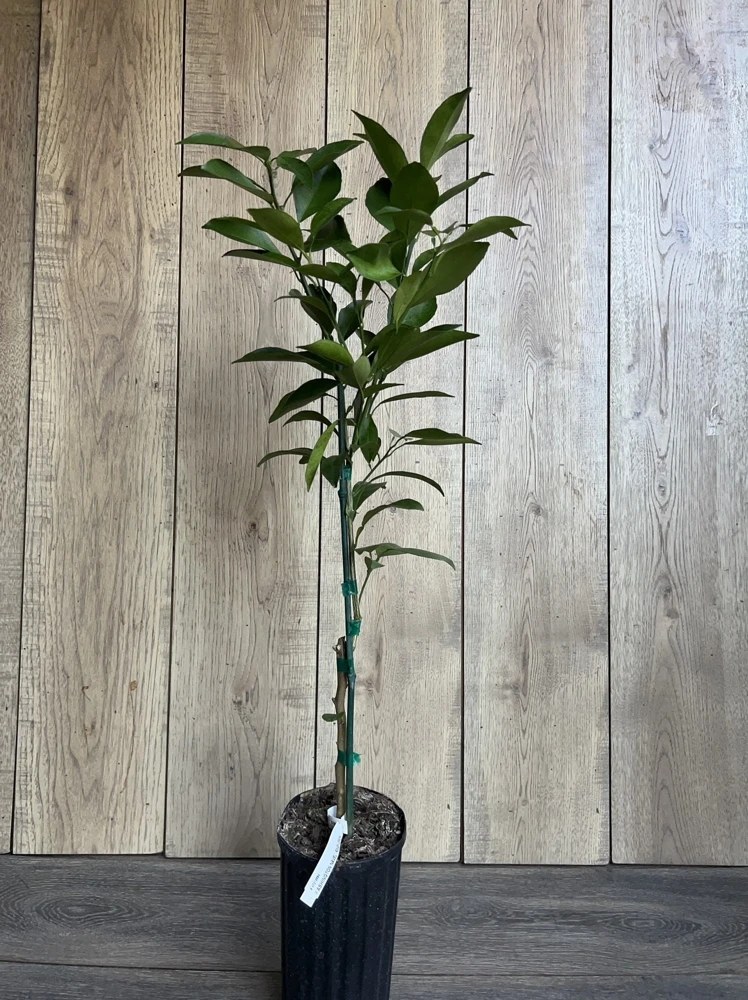 Washington Navel Orange Tree Live Plant, Grafted, 1/2 Gallon Pot, Sweet & Seedless - Cannot ship to CA - Image 4