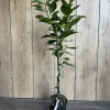 Washington Navel Orange Tree Live Plant, Grafted, 1/2 Gallon Pot, Sweet & Seedless - Cannot ship to CA - Image 1