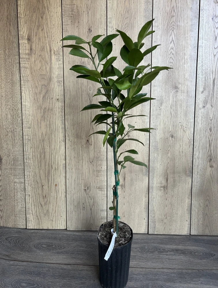 Washington Navel Orange Tree Live Plant, Grafted, 1/2 Gallon Pot, Sweet & Seedless - Cannot ship to CA - Image 1