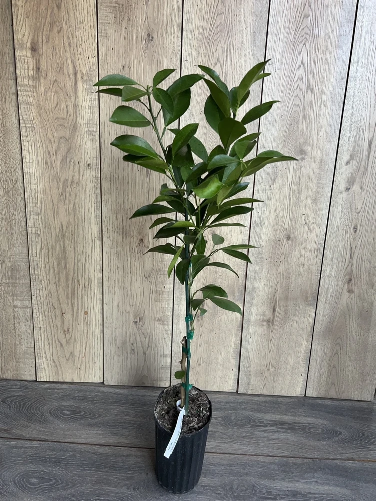 Washington Navel Orange Tree Live Plant, Grafted, 1/2 Gallon Pot, Sweet & Seedless - Cannot ship to CA - Image 5