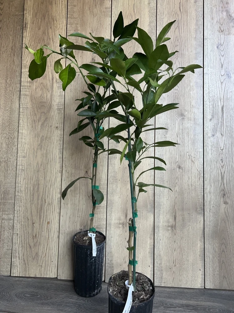Washington Navel Orange Tree Live Plant, Grafted, 1/2 Gallon Pot, Sweet & Seedless - Cannot ship to CA - Image 6