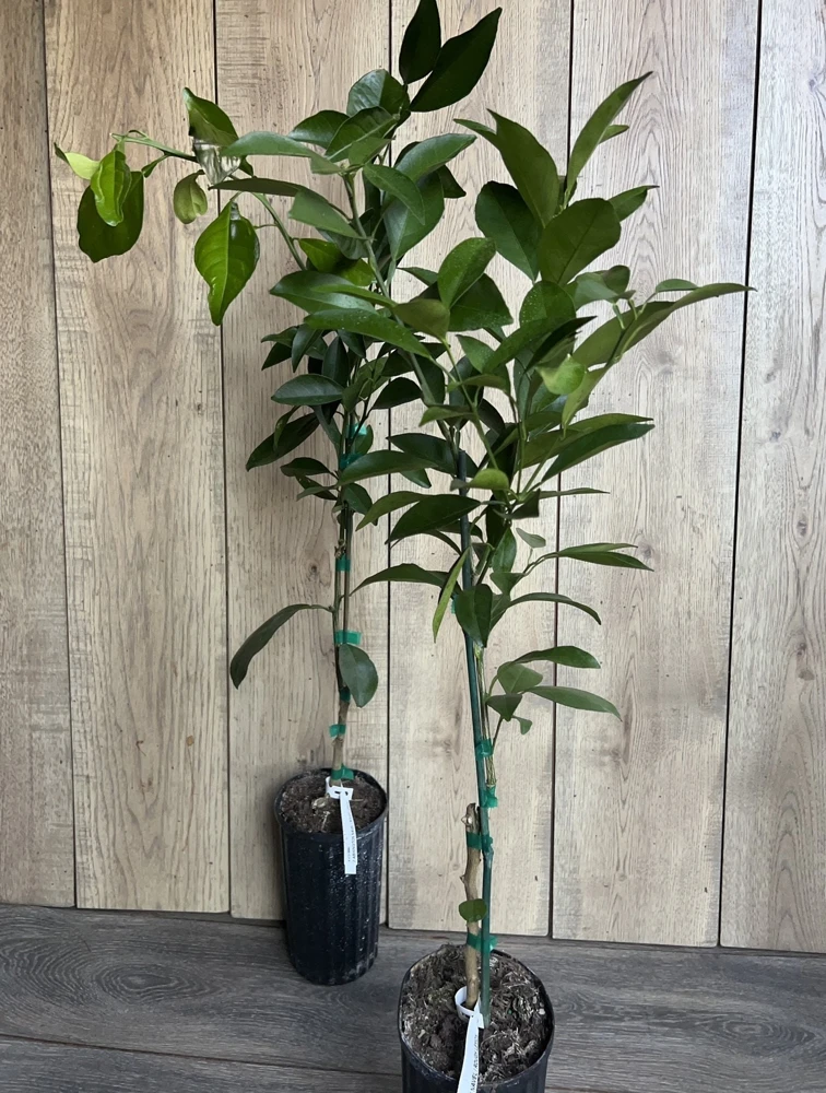 Washington Navel Orange Tree Live Plant, Grafted, 1/2 Gallon Pot, Sweet & Seedless - Cannot ship to CA - Image 7