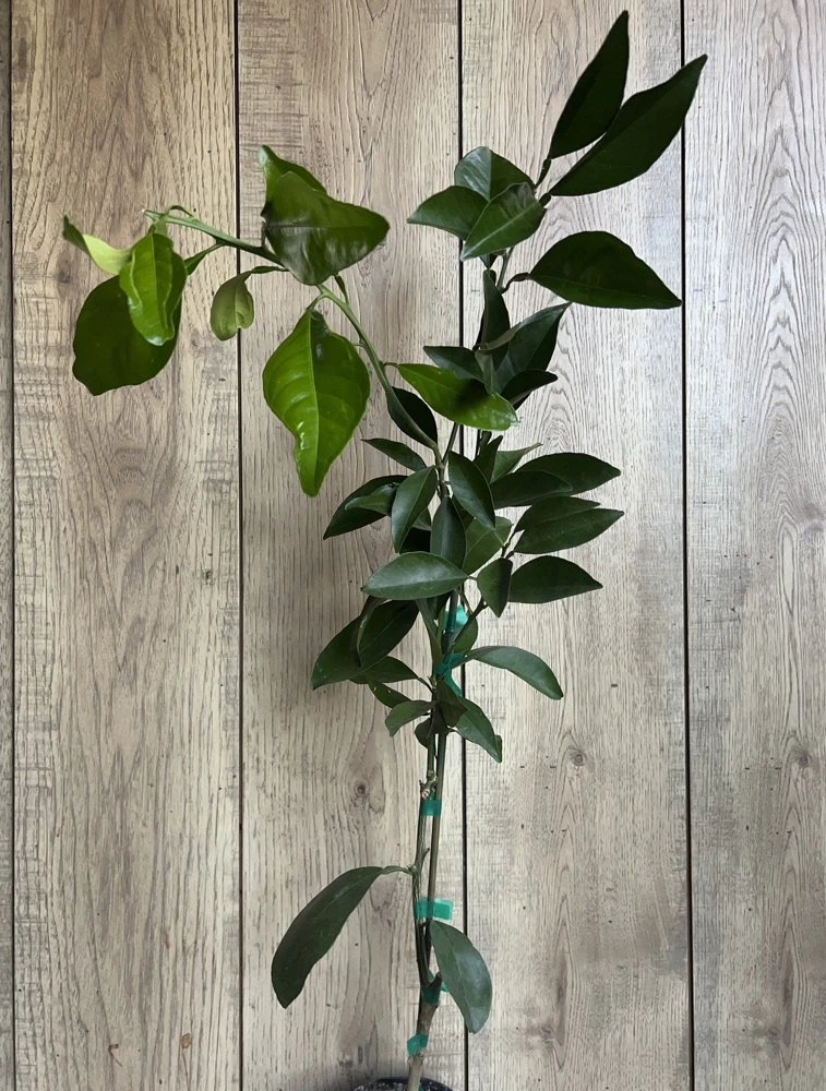 Washington Navel Orange Tree Live Plant, Grafted, 1/2 Gallon Pot, Sweet & Seedless - Cannot ship to CA - Image 8