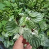 Watermelon Peperomia Live Plant - 4 inch Growing Pot - Indoor Houseplant - Image 1