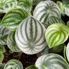 Watermelon Peperomia Live Plant - Peperomia Argyreia Tropical Houseplant in 4 inch Pot - Image 1
