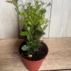 Wax Myrtle Live Plant in 4" Pot - Southern Bayberry Evergreen Shrub - Cannot ship to CA - Image 1
