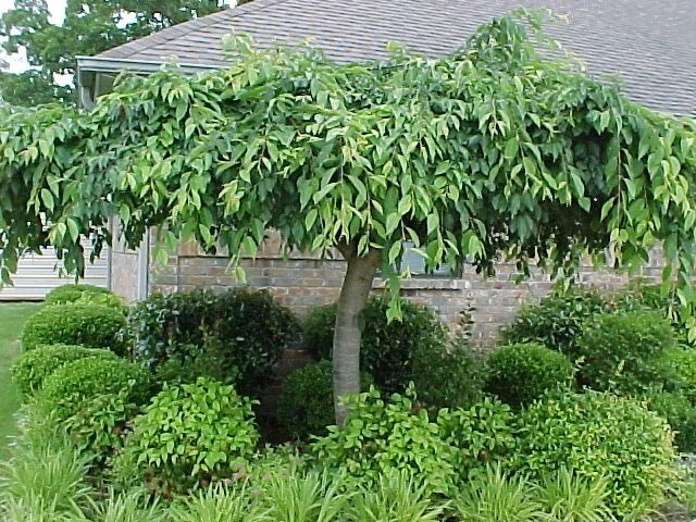 Weeping Cherry Tree Live Plant - 2.5" Pot - Outdoor Ornamental - Image 3