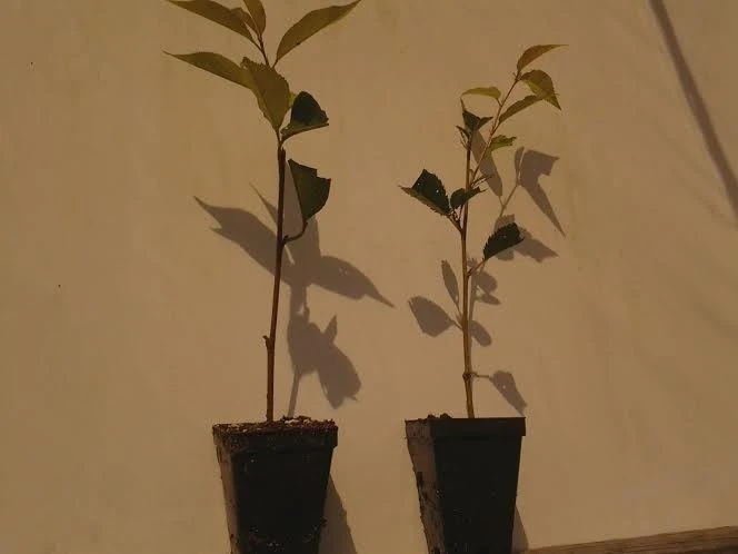 Weeping Cherry Tree Live Plant - 2.5" Pot - Outdoor Ornamental - Image 4