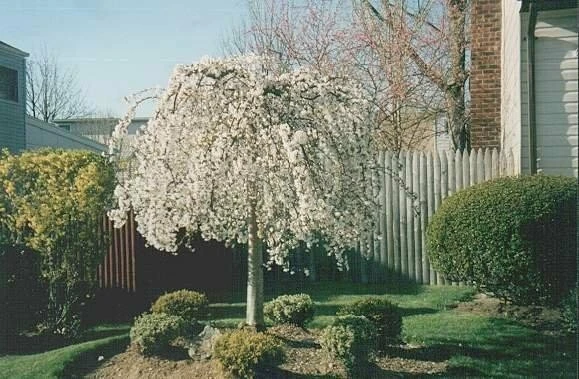 Weeping Cherry Tree Live Plant - 2.5" Pot - Outdoor Ornamental - Image 1