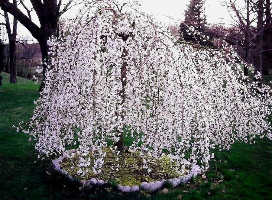 Weeping Cherry Tree Shidare Yoshino - Live Plant - Outdoor Ornamental Tree - Image 2
