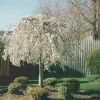 Weeping Cherry Tree Shidare Yoshino - Live Plant - Outdoor Ornamental Tree - Image 1