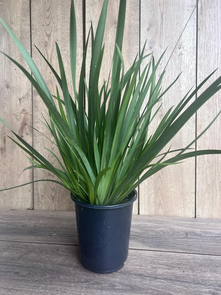 White African Iris Live Plant - Dietes Iridioides - Fortnight Lily - 6 inch Pot - Cannot ship to CA - Image 2