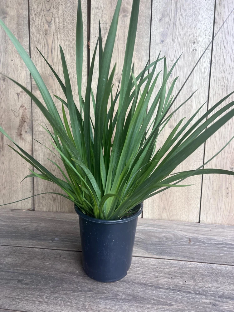 White African Iris Live Plant - Dietes Iridioides - Fortnight Lily - 6 inch Pot - Cannot ship to CA - Image 3