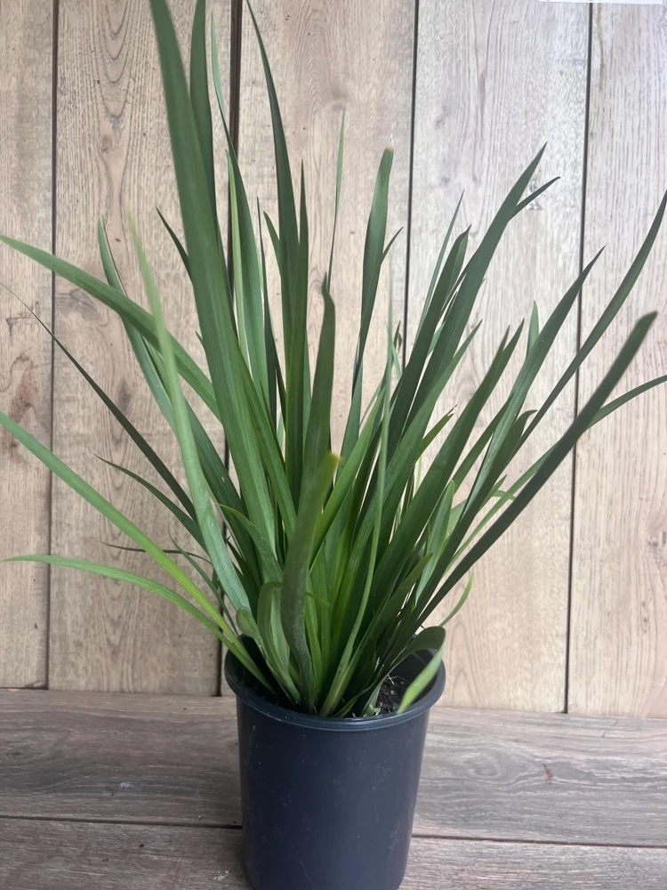 White African Iris Live Plant - Dietes Iridioides - Fortnight Lily - 6 inch Pot - Cannot ship to CA - Image 4