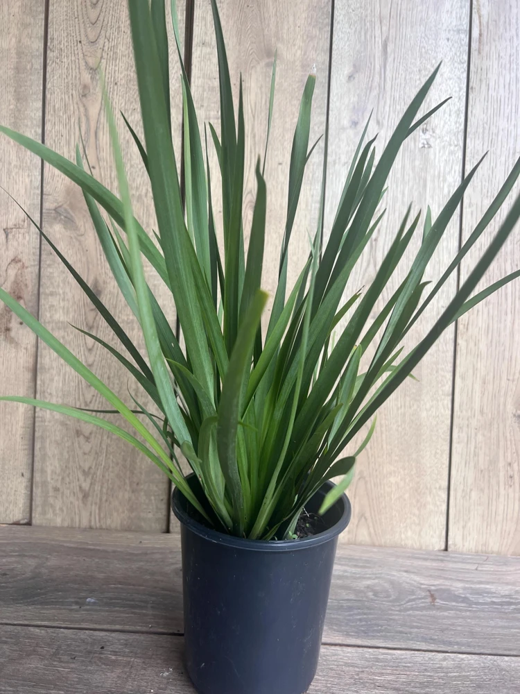 White African Iris Live Plant - Dietes Iridioides - Fortnight Lily - 6 inch Pot - Cannot ship to CA - Image 5