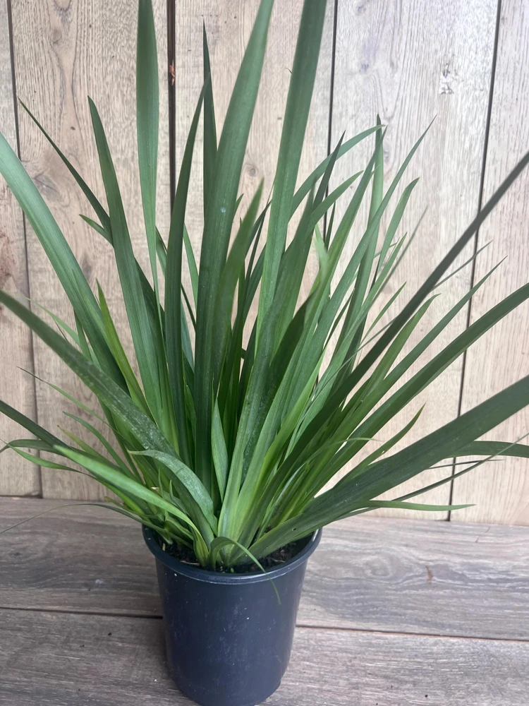 White African Iris Live Plant - Dietes Iridioides - Fortnight Lily - 6 inch Pot - Cannot ship to CA - Image 6