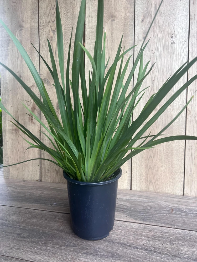 White African Iris Live Plant - Dietes Iridioides - Fortnight Lily - 6 inch Pot - Cannot ship to CA - Image 7
