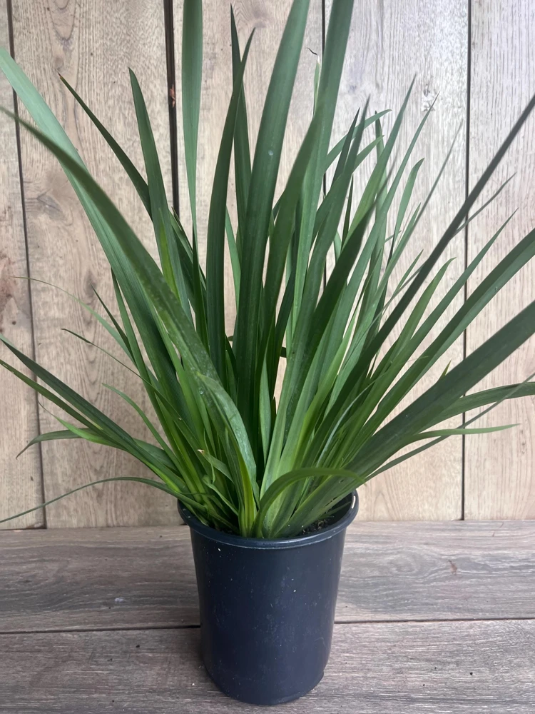 White African Iris Live Plant - Dietes Iridioides - Fortnight Lily - 6 inch Pot - Cannot ship to CA - Image 8