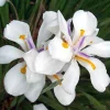 White African Iris Live Plant - Dietes Iridioides - Fortnight Lily - 6 inch Pot - Cannot ship to CA - Image 1