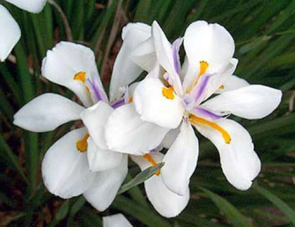 White African Iris Live Plant - Dietes Iridioides - Fortnight Lily - 6 inch Pot - Cannot ship to CA - Image 1