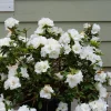 White Azalea Perfecto Mundo Live Plant - Compact Evergreen Shrub, White Flowers, USDA Zones 6-9 - Image 1