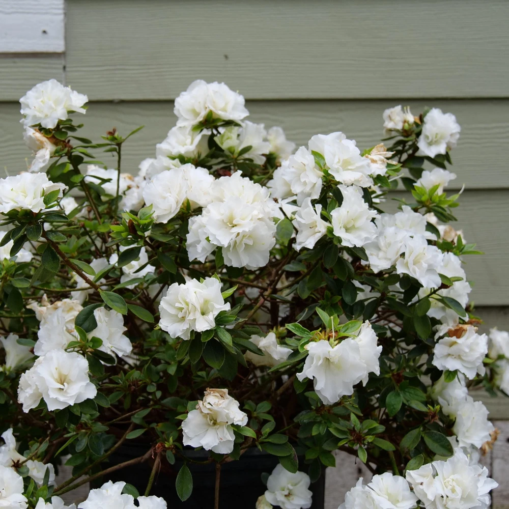 White Azalea Perfecto Mundo Live Plant - Compact Evergreen Shrub, White Flowers, USDA Zones 6-9 - Image 1
