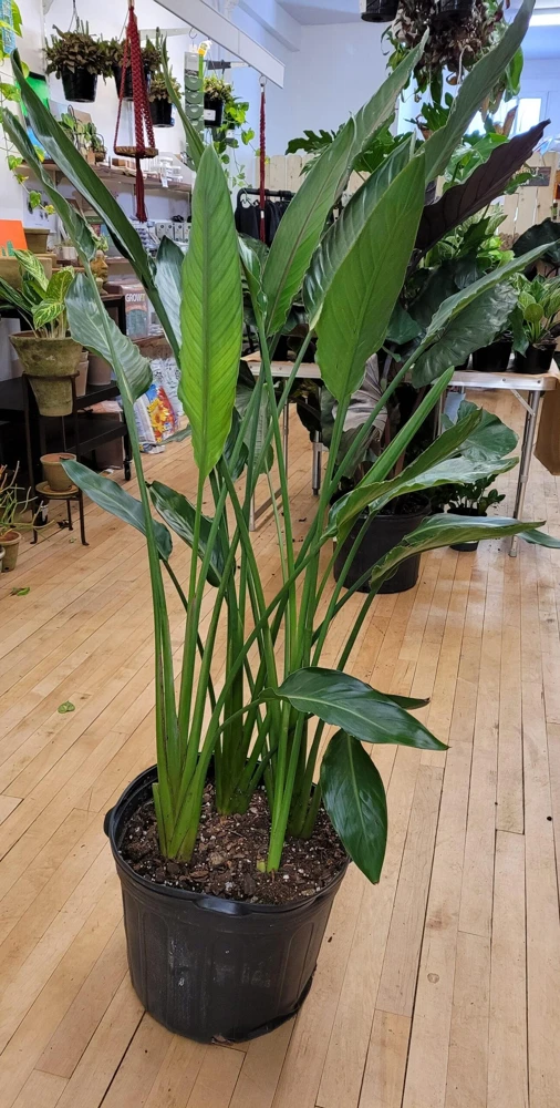 White Bird of Paradise Live Plant - Strelitzia nicolai Tropical Houseplant - Image 2