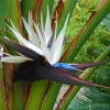 White Bird of Paradise Live Plant - Strelitzia nicolai Tropical Houseplant - Image 1