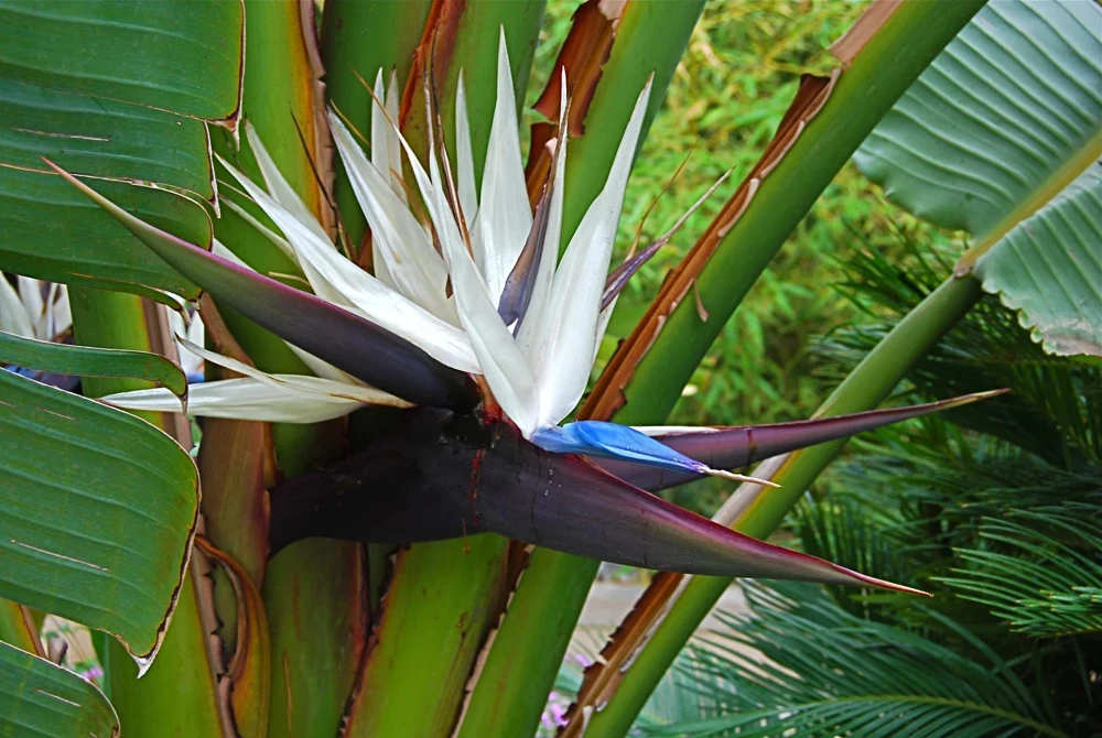 White Bird of Paradise Live Plant - Strelitzia nicolai Tropical Houseplant - Image 1