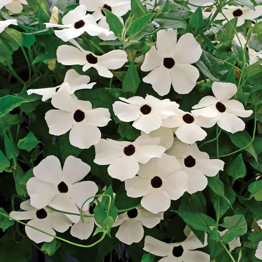 White Black Eyed Susan Vine Live Plant - Climber, White Flowers - Image 2